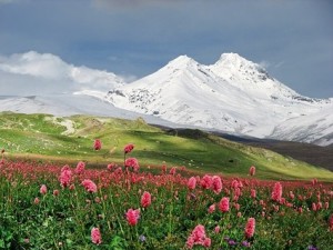 wild_flowers_under_the_snowcapped_mountains_picture_165891